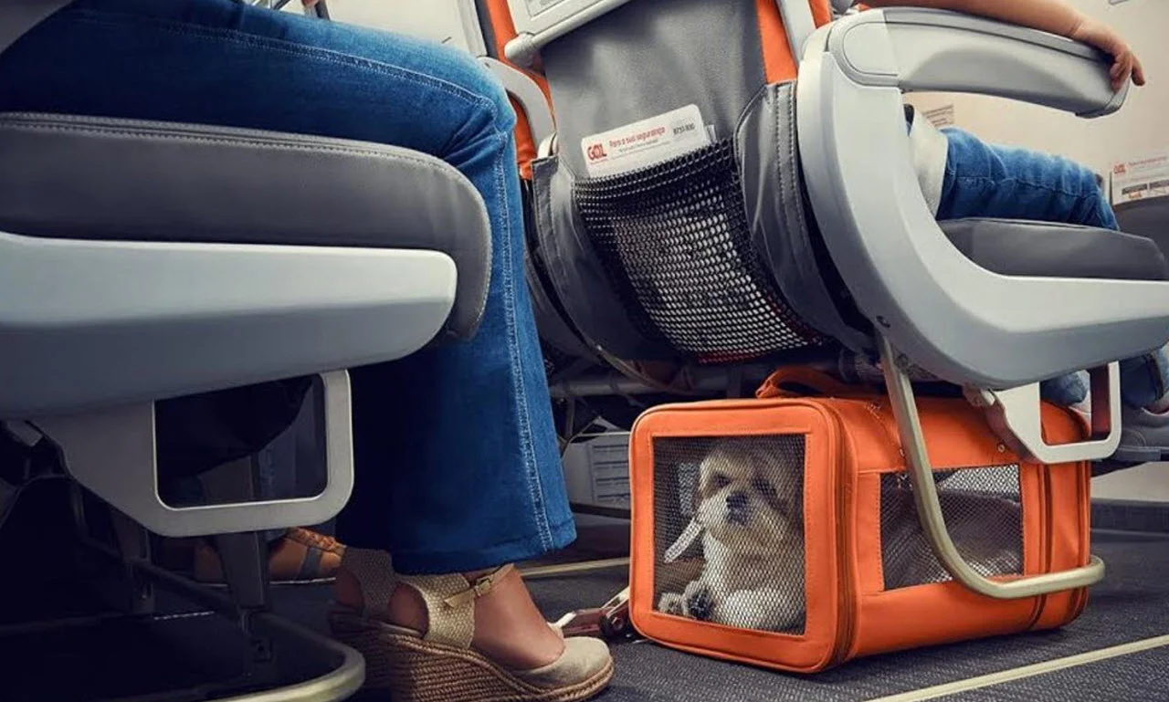 Airline Will Allow Dogs And Cats In The Cabins -